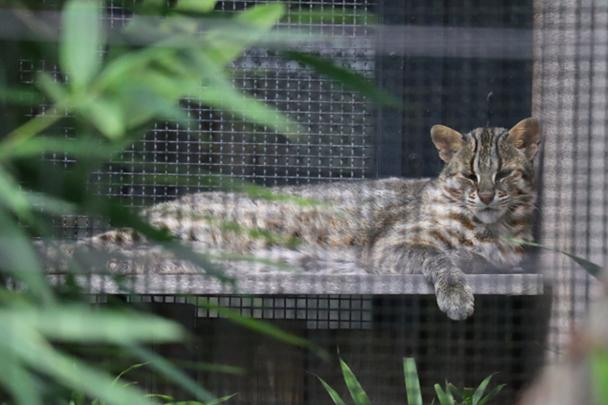 ツシマヤマネコ