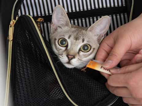 リュックに入った猫の画像